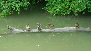 Click to enlarge. Requires Java Script to be enabled.